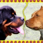 Comparación entre las razas de perro Pitbull y Rottweiler