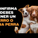 Diferencias notables entre perros y perras-¿sabes cuáles son?