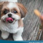 Identificando las diferencias entre las razas de perro Pequinés y Shih Tzu