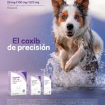 Linfadenitis en perros identificación-origen y abordaje terapéutico